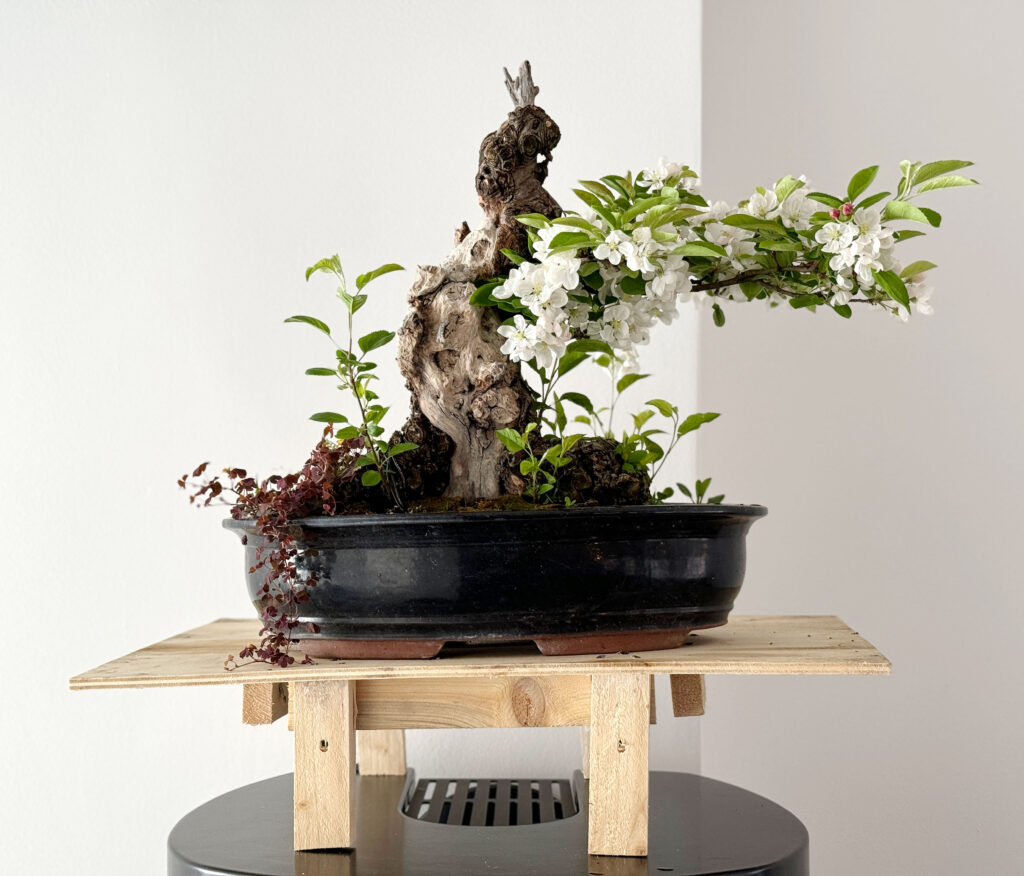 nano aquarium bonsai Dragonwood Bonsai Wood Nano Size 6